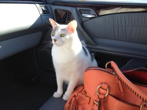 Alfred travels back to NC Aug 2014 022