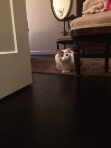 Alfred Vigilant Jan 2016